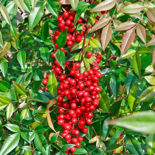 NANDINA